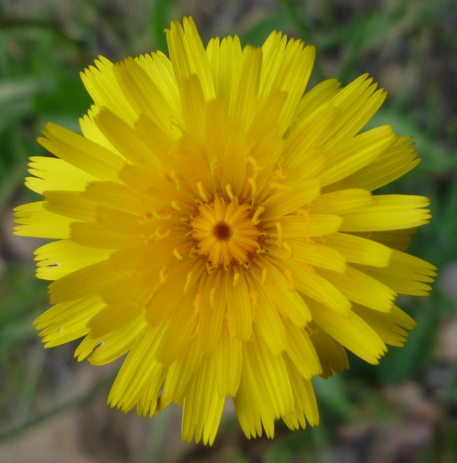 High Resolution Taraxacum officionale Flower